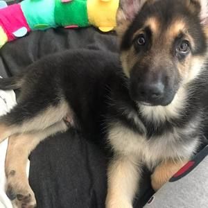 Meet your Posher, Ashley